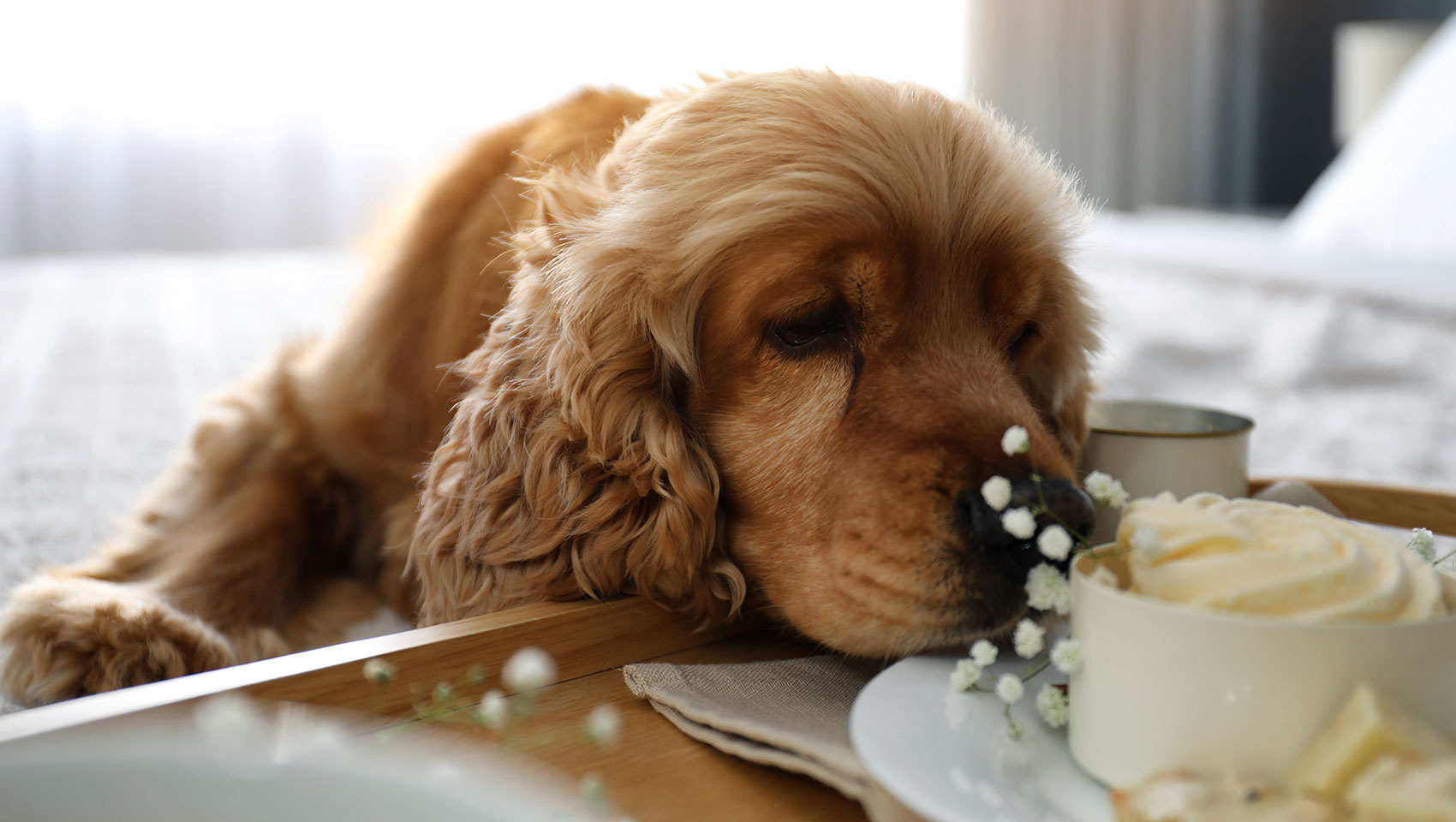 cocker spaniel dog on hotel bed