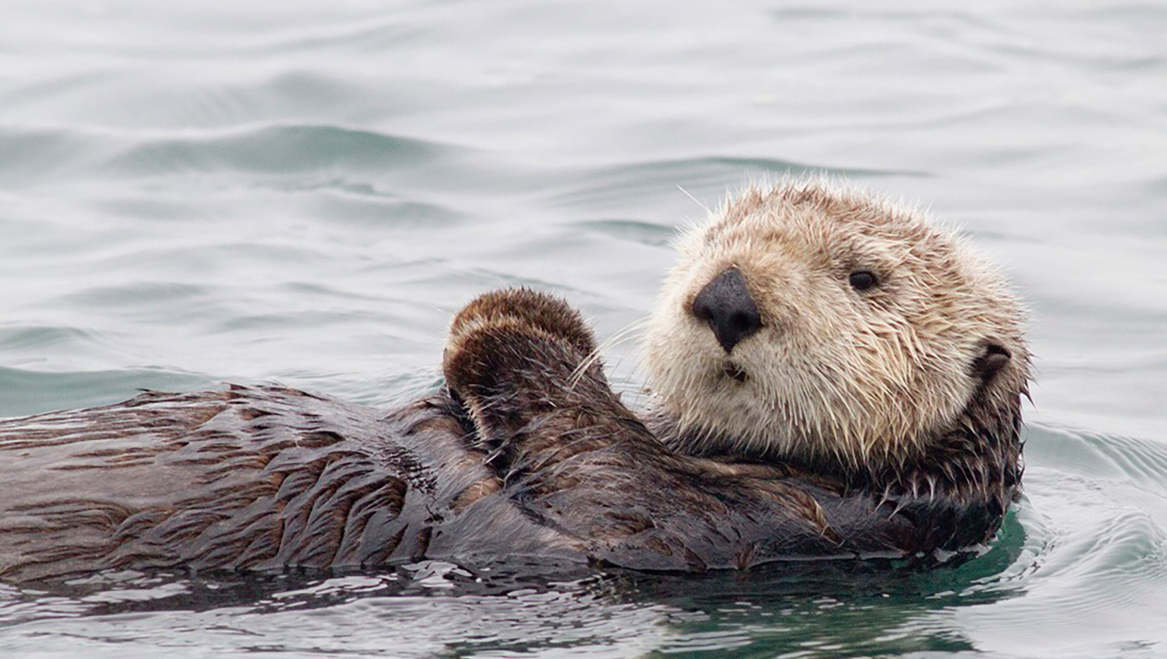 otter in the ocean