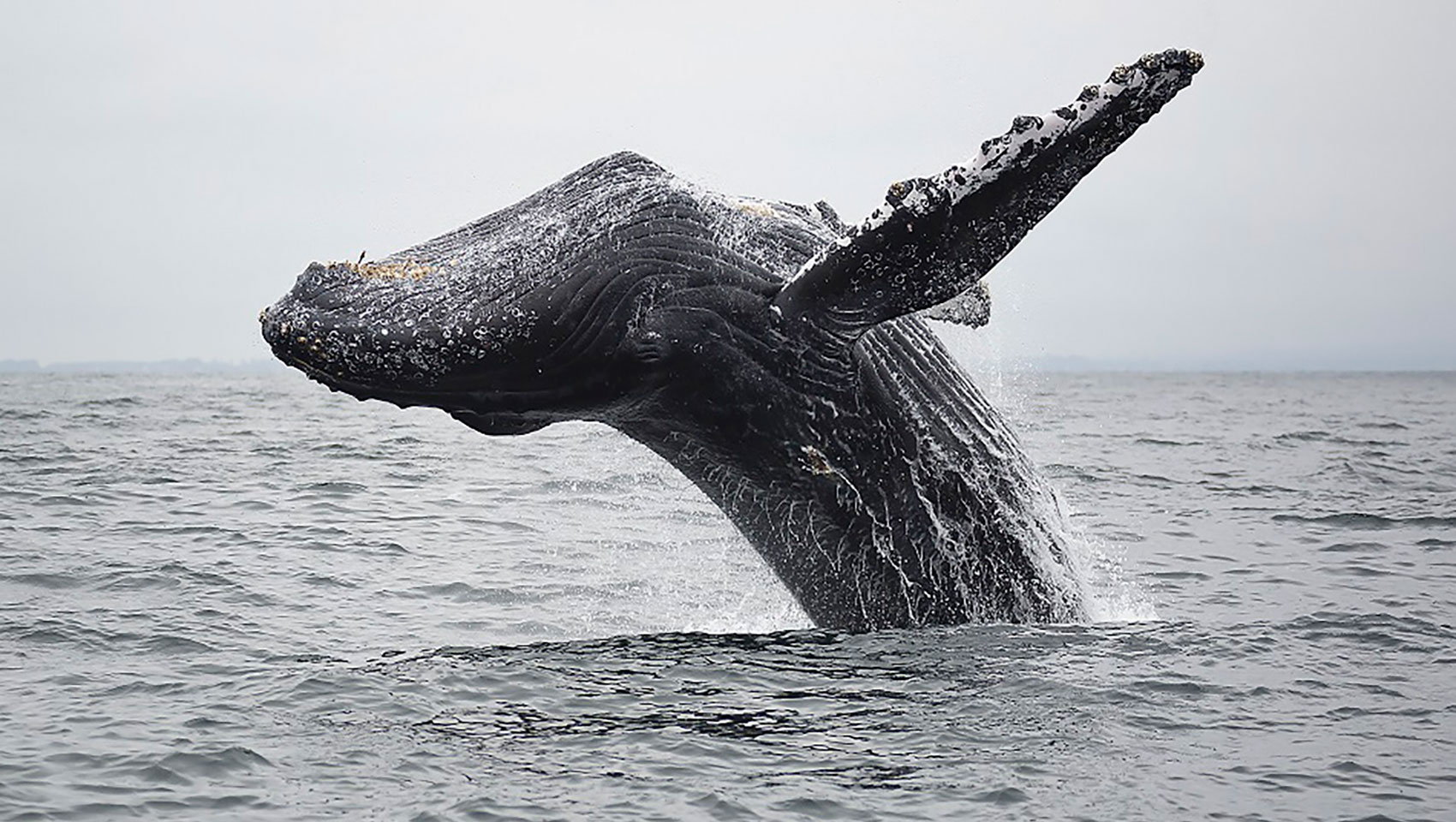 humpback whale breaching the ocean