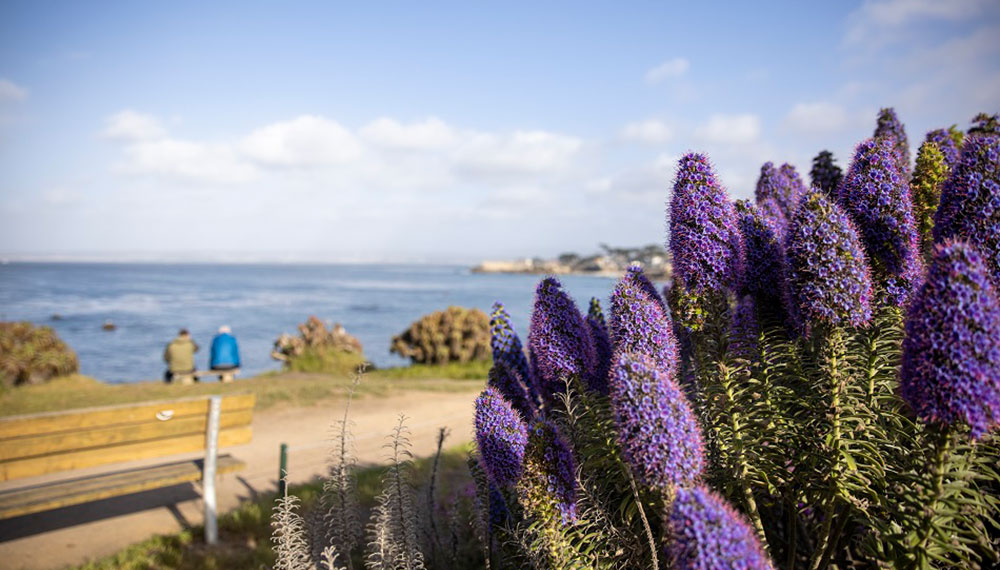 close up of purple flowers looking out to the ocean