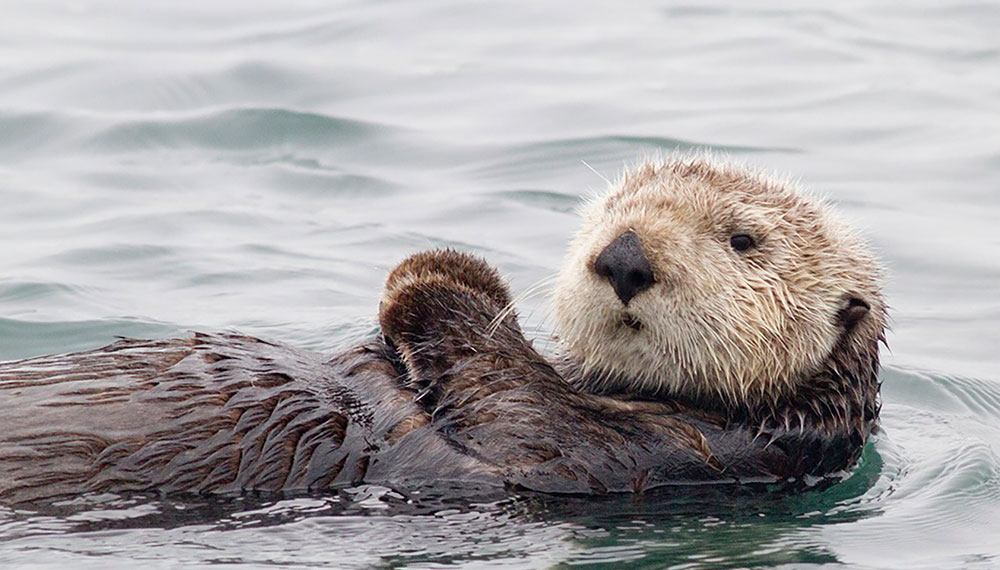 otter in the ocean